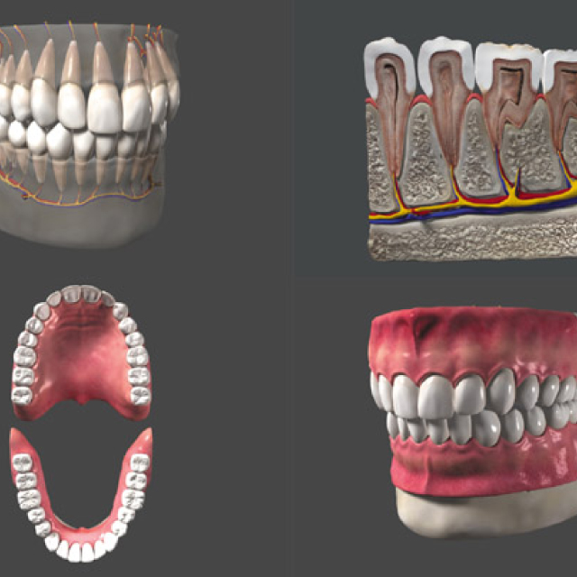 Зд зуб. 03д модель челюсти. Анатомия зубочелюстной системы. Стереолитографическая модель челюсти. 3д модель верхней челюсти человека.